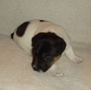 Puppy 3 Male